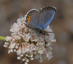 El Segundo blue butterfly